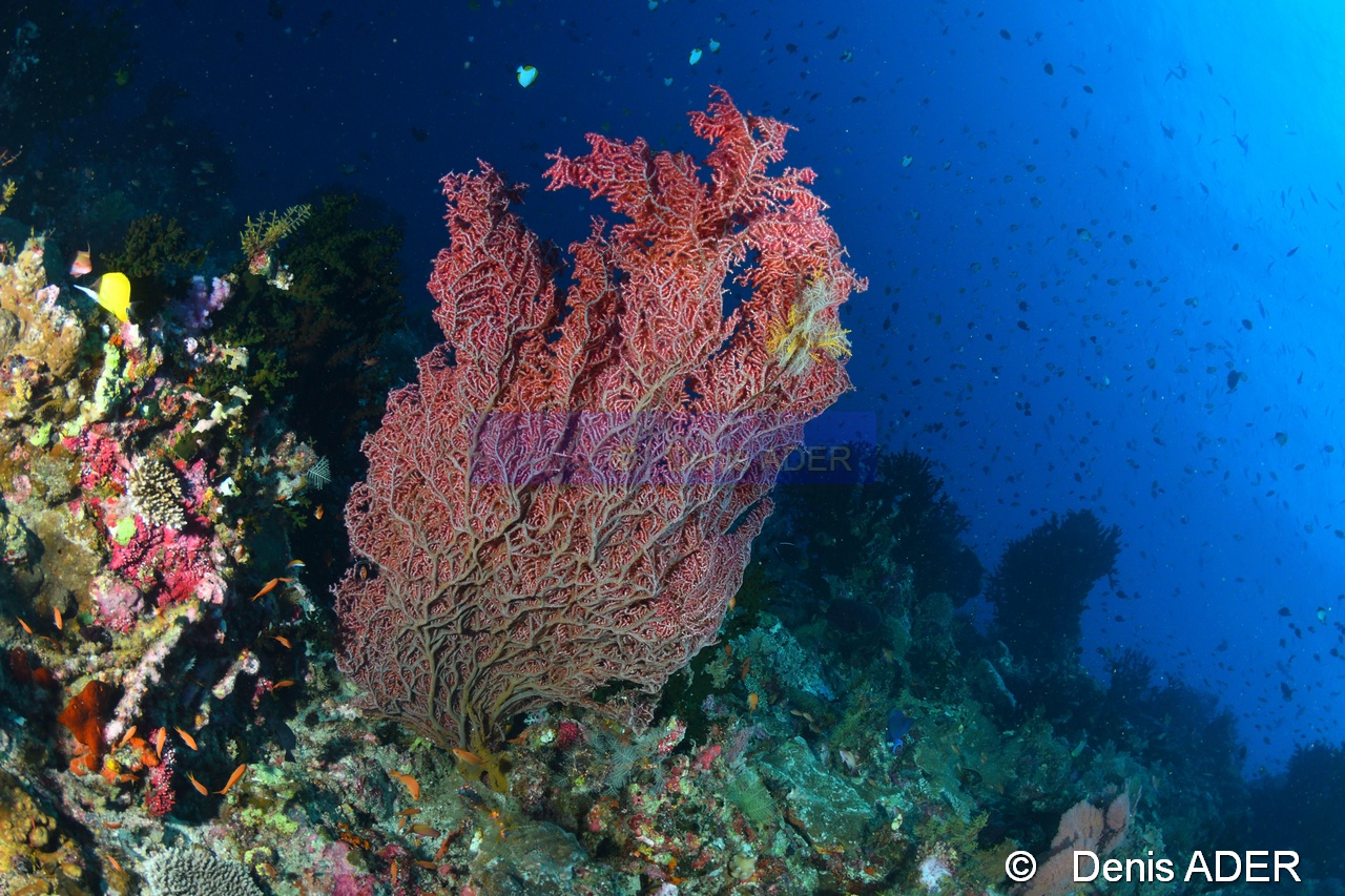Muricella plectana Ambiance gorgone a hippocampe-Tomia Ali Reef -12m-20180526-Denis-ADER-DSC_0789_tn.jpg